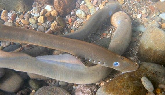 In this environment, the color of Sea Lampreys is an example of: Select one: a. A-example-1