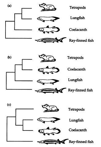 Does the DNA support the hypothesis that the coelacanth is the closest living relative-example-1