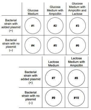 A scientist is using an ampicillin-sensitive strain of bacteria that cannot use lactose-example-1