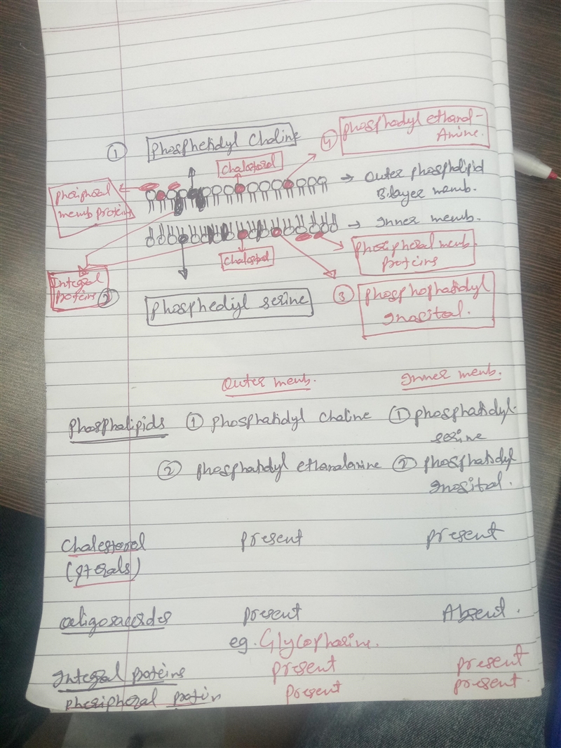 Draw the structure of a biological membrane with simplified structures of phospholipid-example-1