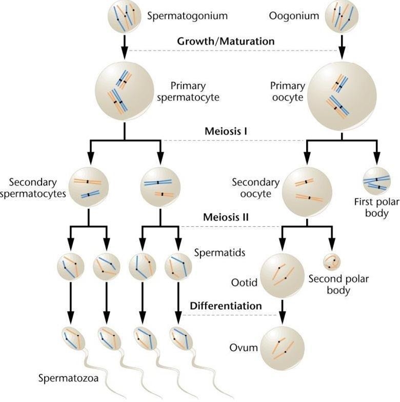 Contrast spermatogenesis and oogenesis. Part A Drag each description to the appropriate-example-5