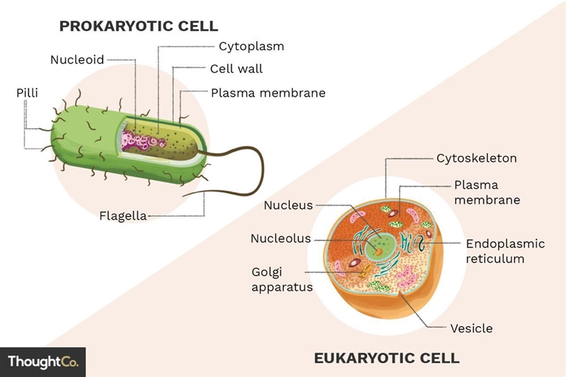 How are bacteria (prokaryotes) different from eukaryotes?-example-1