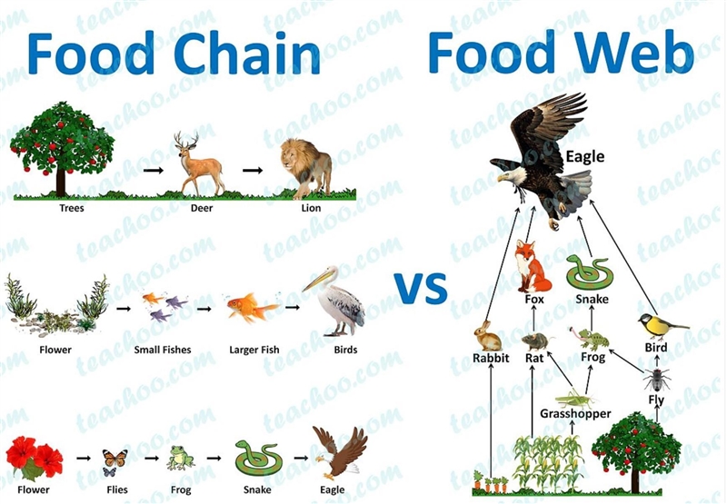 A food chain is the feeding relationship among all of the organisms in an ecosystem-example-1