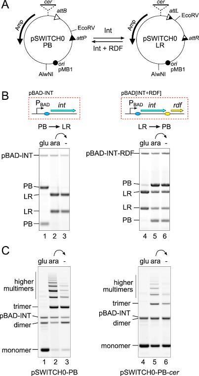 After applying the selection process, your bacterial cells may contain at least three-example-3