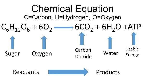 Which substances would complete the equation that models the overall process of cellular-example-1