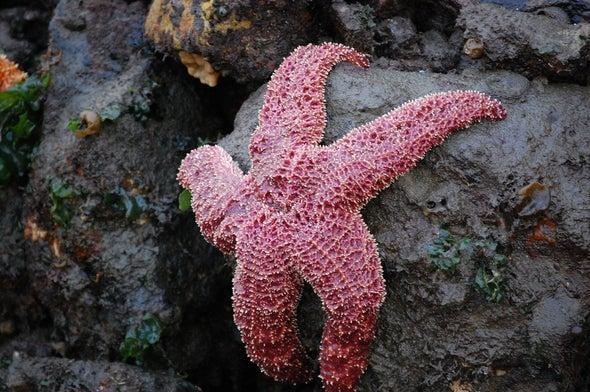 You are vacationing in San Diego. One morning while walking near the shore you hear-example-1