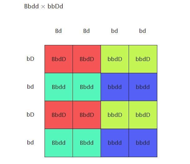 In rats, gene B produces black coat color if the genotype is B–, but black pigment-example-1