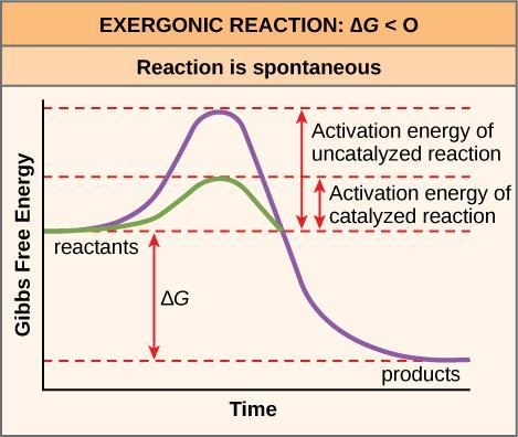 Many exergonic reactions fail to happen at a reasonable rate (e.g. conversion of diamonds-example-1