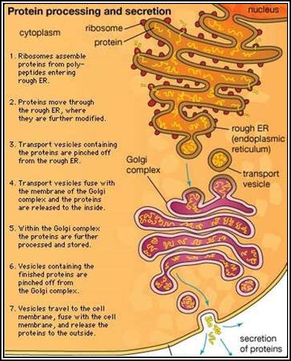 Chemical composition of the Rough endoplasmic reticulum-example-1