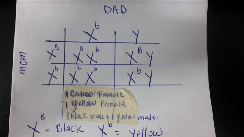 In cats, black coat (B) is codominant with yellow (b). The coat color gene is on the-example-1