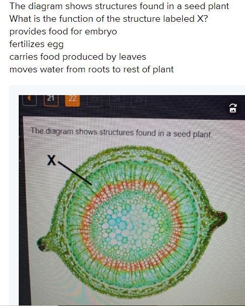 The diagram shows structures found in a seed plant. What is the function of labeled-example-1