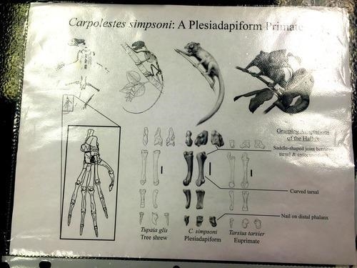 Does the hallux (big toe) of Carpolestes have more synapomorphic features shared with-example-1