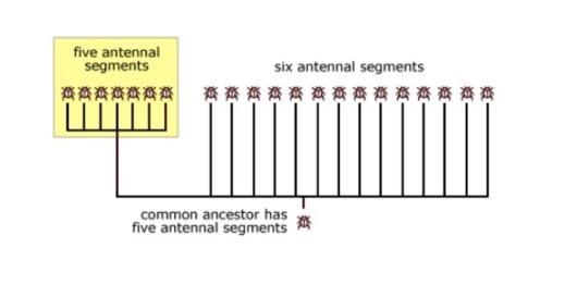 Your friend studies the evolution of beetles, and shows you this phylogeny he reconstructed-example-1