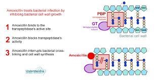 In humans, the antibiotic amoxicillin (a type of penicillin) is used to treat certain-example-1