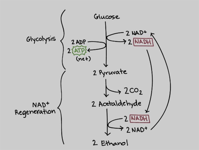 What is the problem which fermentation is able to FIX? Cell has a limited supply of-example-2