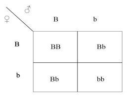 A geneticist crossed pure breeding black mice (BB) with pure breeding brown mice (bb-example-1