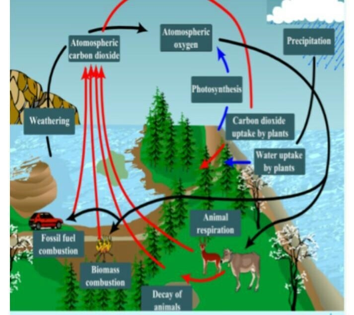 Compare the nitrogen, carbon, and oxygen cycles.-example-1