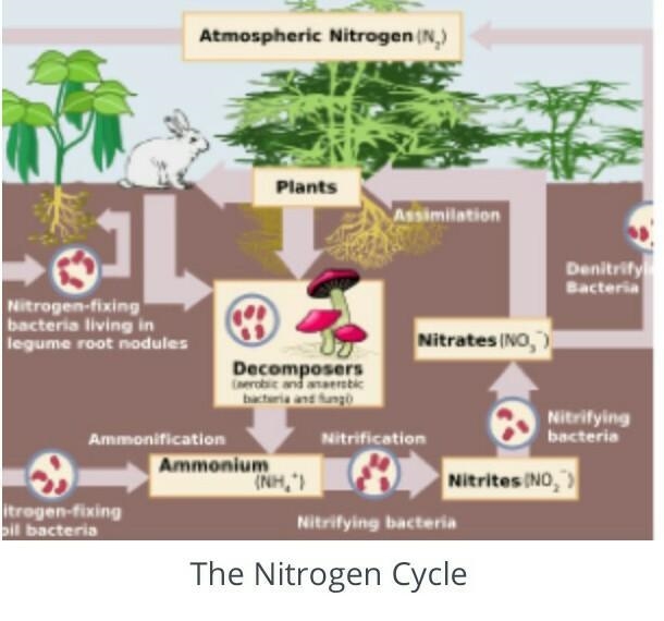 Compare the nitrogen, carbon, and oxygen cycles.-example-2