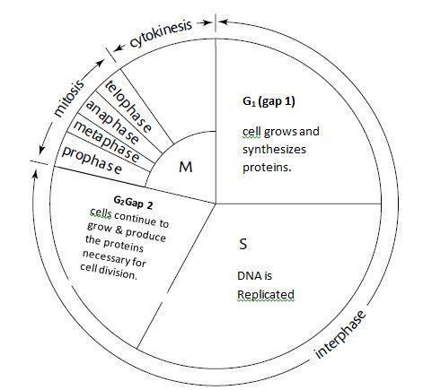 Mitosis includes all of the following stages of the cell cycle EXCEPT for: A. Interphase-example-1