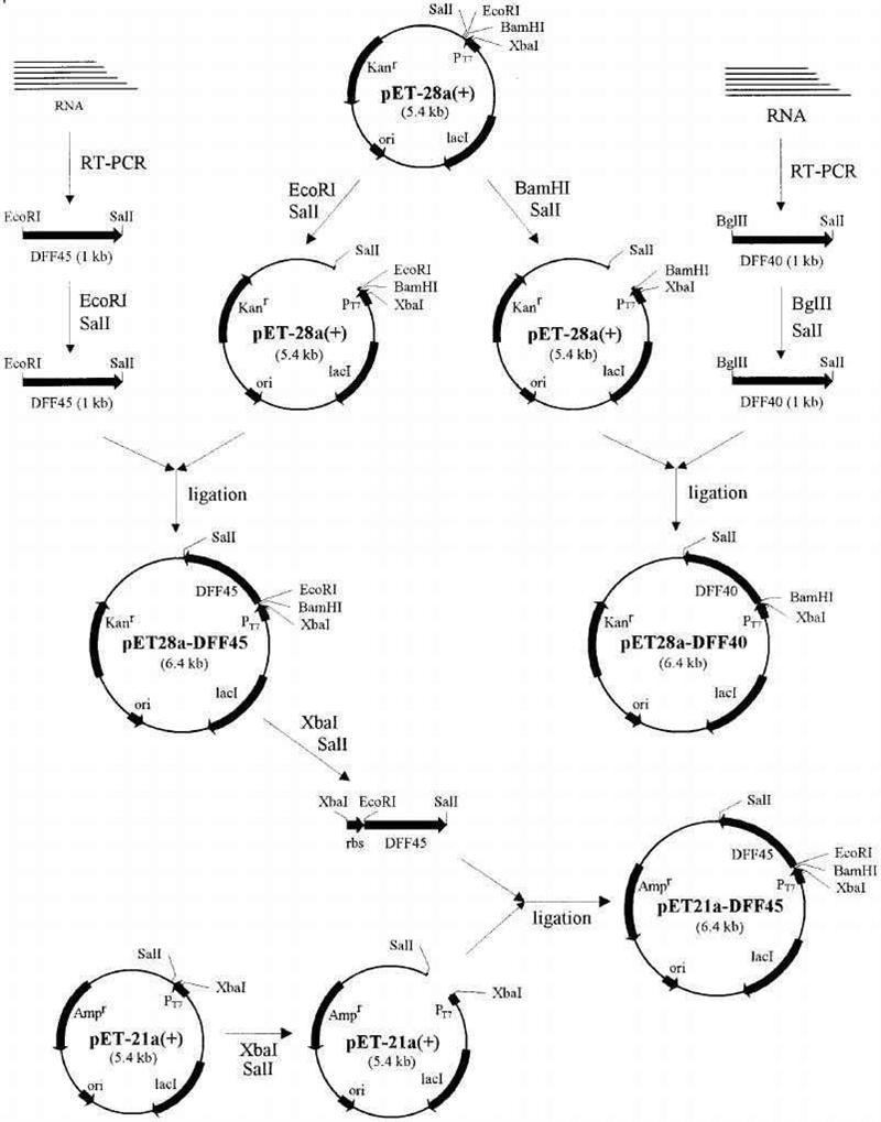 After applying the selection process, your bacterial cells may contain at least three-example-1