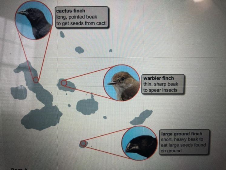 Do the information given and the map best describe adaptive evolution, convergent-example-1