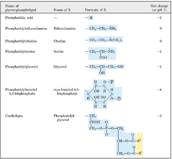 Phosphatidate (phosphatidic acid) is a precursor in the synthesis of some lipids. Phosphatidate-example-1