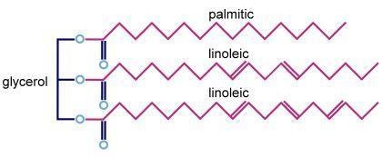 If a triglyceride that contains one palmitate and two linoleate groups is completely-example-1