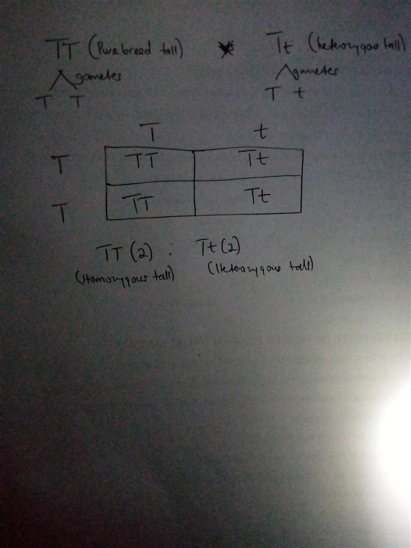 A purebred tall pea plant is cross-pollinated with a tall, heterozygous pea plant-example-1