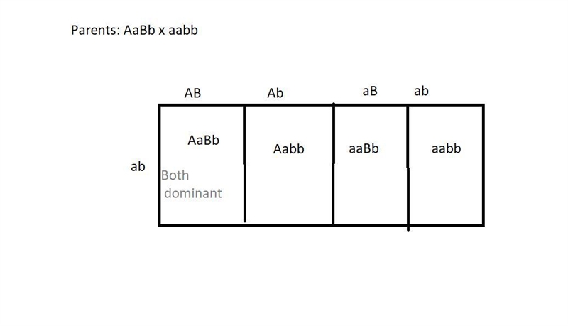 You perform a test cross of the dihybrid AaBb and score the phenotypes of 1000 progeny-example-1