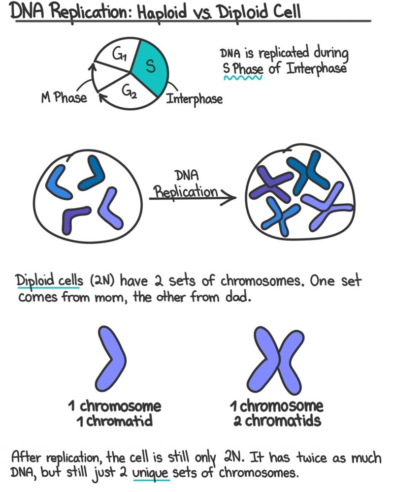 Biology In which stage of the cell cycle does dna duplicate-example-1