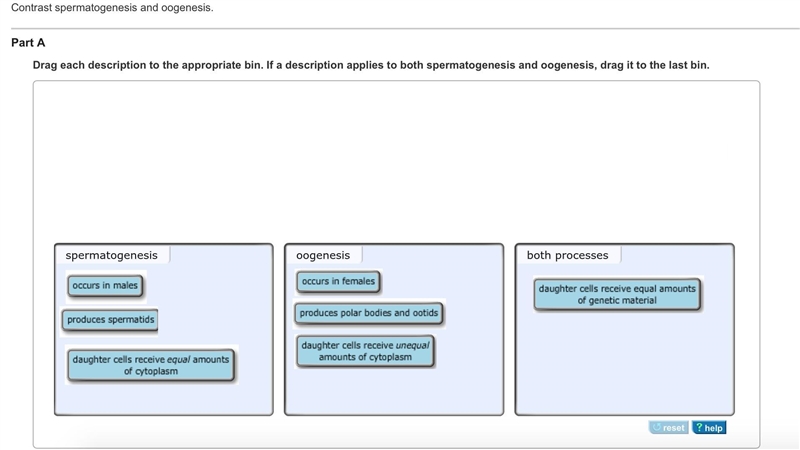 Contrast spermatogenesis and oogenesis. Part A Drag each description to the appropriate-example-4