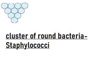 The peptidoglycan cell wall and the one or two membranes present also impart a three-example-3