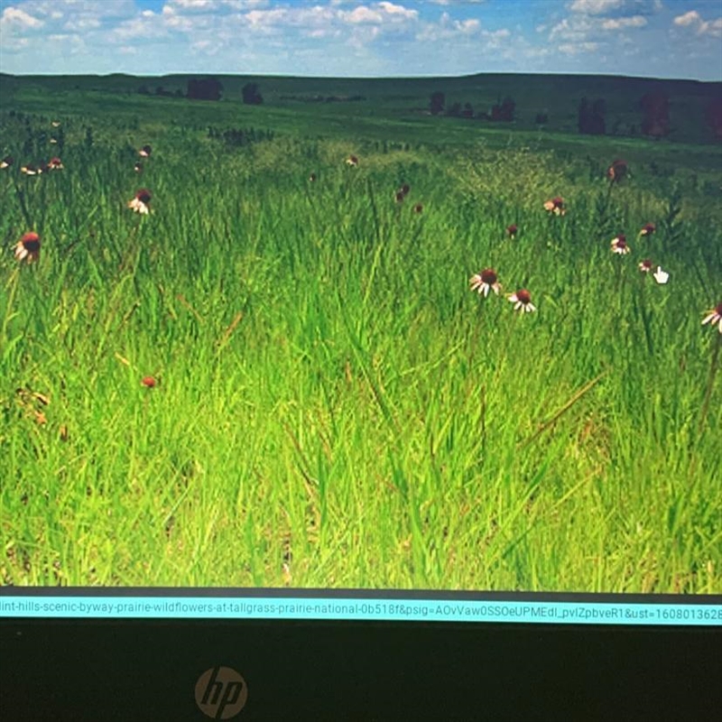 A prairie: A .is always hot B. is covered with grass C. never gets rain D. has dense-example-1