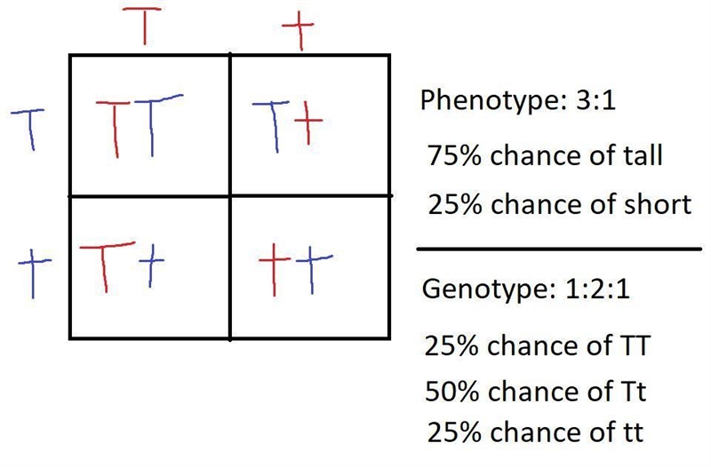 In plants tall T is dominant to short t .perform the following cross Tt x Tt what-example-1