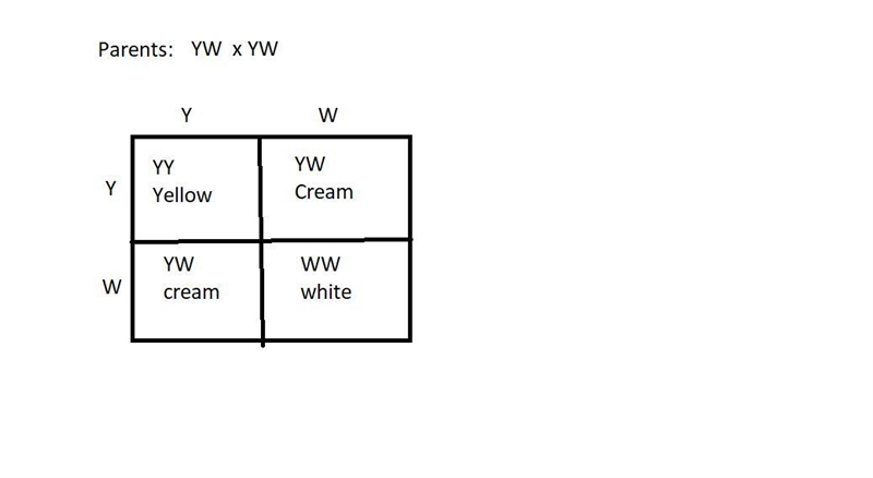 Coat color in one breed of mice is controlled by incompletelydominant alleles so that-example-1