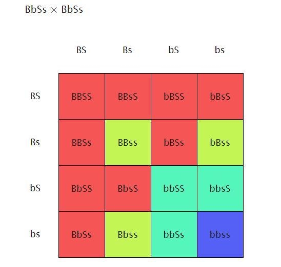 Dominant allele for feather color (Blue) in birds = B Recessive allele for feather-example-1