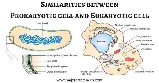 What is the similarities between eukaryotic and prokaryotic​-example-1