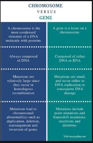 Similarities between gene and chromosomes ​-example-1