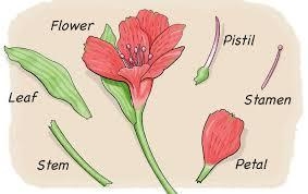 What are the male and female reproductive parts of a flower-example-1