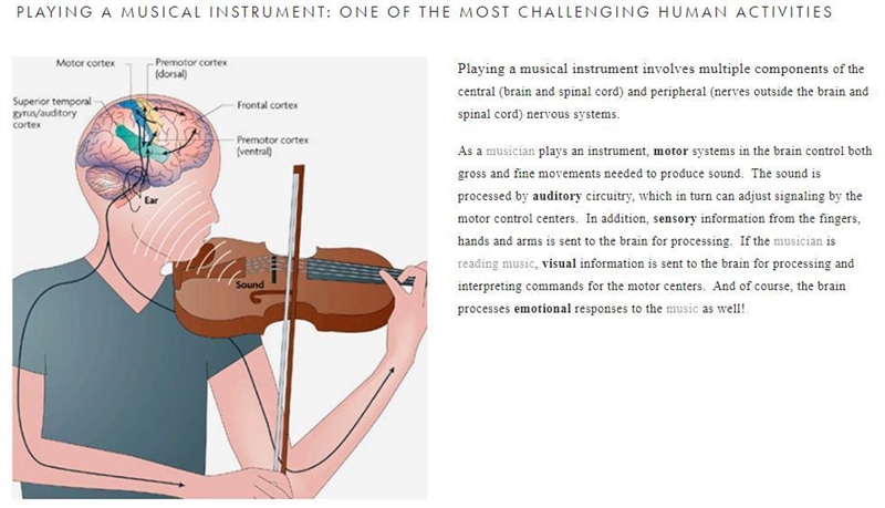 Which brain area in the brain is the most active when a guitar player rehearses a-example-1