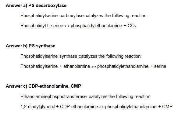 Phosphatidylethanolamine has alternate pathways for synthesis. The reactions represent-example-1