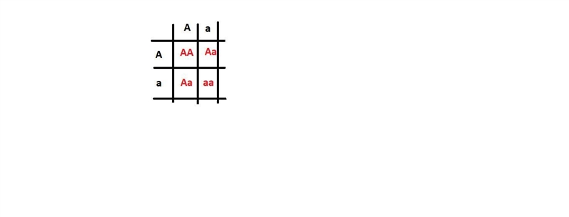 In Achondroplasia the following genotypes and phenotypes are observed. (A,A = Severe-example-1