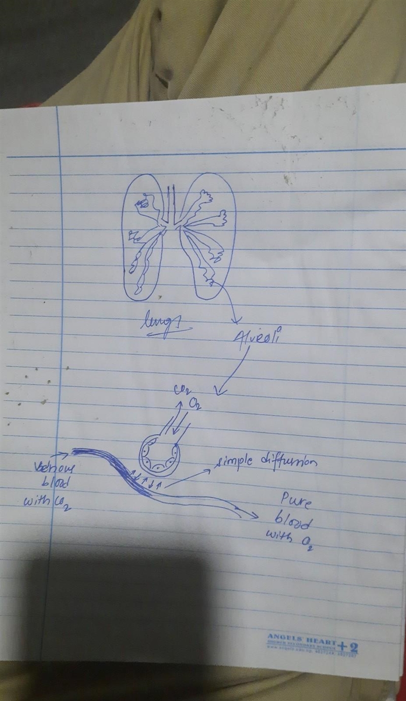 construct a model of gas exchange that shows interactions among: air sacs (alveoli-example-1