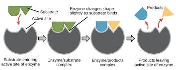 The specific site on the enzyme where the substrate binds is called the A) reaction-example-1