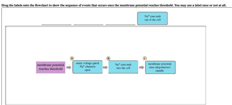 Drag the labels onto the flowchart to show the sequence of events that occurs once-example-1