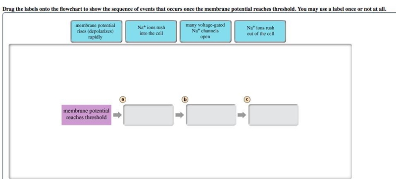 Drag the labels onto the flowchart to show the sequence of events that occurs once-example-2