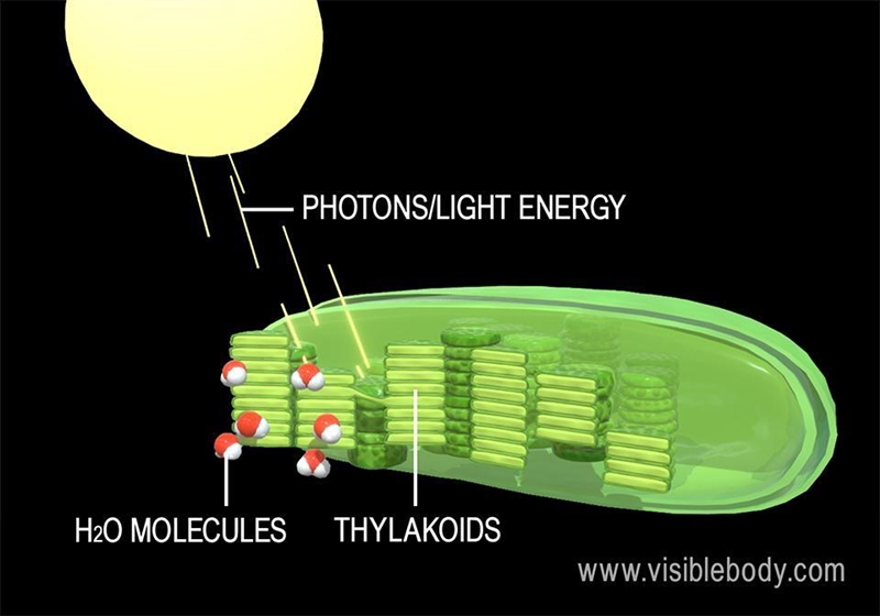 Where do light dependent reactions occur-example-1