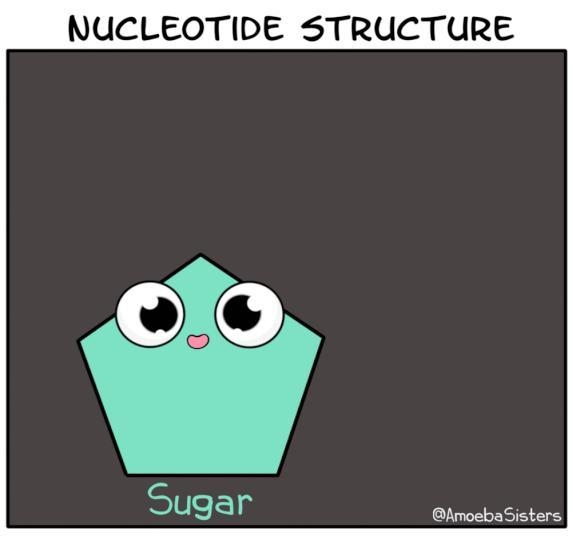 Which characteristics define or are associated with DNA?-example-1