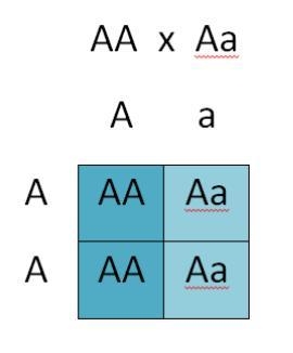 If a female fruit fly is heterozygous with the allele for white eyes being recessive-example-1