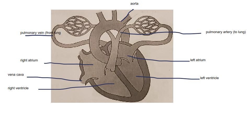 hey help if you know this please, it doesn't have lines indicating to where so I'm-example-1